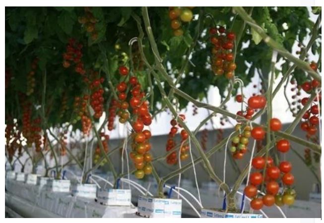 腾讯“码农”又种地：上次是黄瓜，这次是番茄！